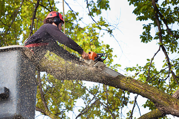 Residential Tree Removal in Eldersburg, MD